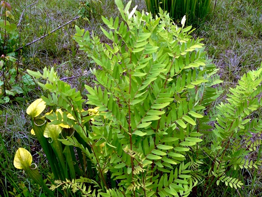 {Osmunda spectabilis}